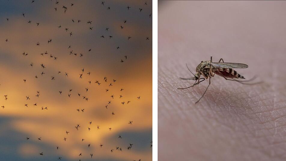 Warum stechen Mücken immer mich? Diese
