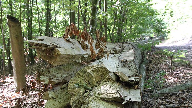 Diese Buche weiter unten am Wegesrand hat der Wind schon umgehauen. Foto: Ulrike Müller