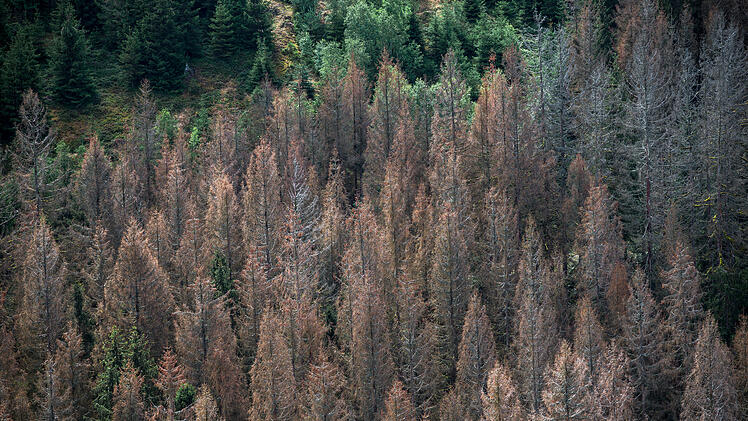 Ludwigsstadt im Frankenwald: Klimasch&uuml;tzer-Aktion gegen Waldsterben und Klimakrise