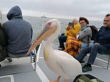 In Namibia entdeckte die Reisegruppe der Reservisten Großwenkheim auch auf dem Wasser zahlreiche Tiere.