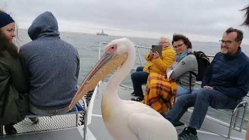 In Namibia entdeckte die Reisegruppe der Reservisten Großwenkheim auch auf dem Wasser zahlreiche Tiere.