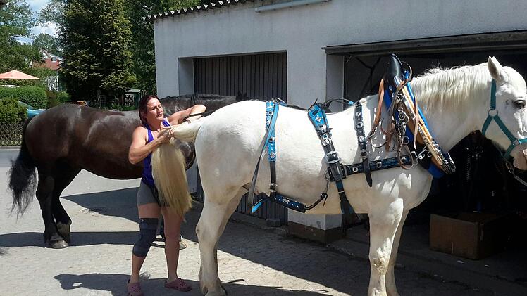 Bei der Vorbereitung sitzt jeder Handgriff  Die Pferde werden vom Kopf bis zum Schweif für den Ausflug herausgeputzt.