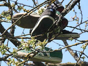 Jede Menge Turnschuhe hängen bereits in einem Kirschbaum am Skaterplatz. Sie sind alt und werden dort hinaufgeworfen. Fotos: Heike Beudert