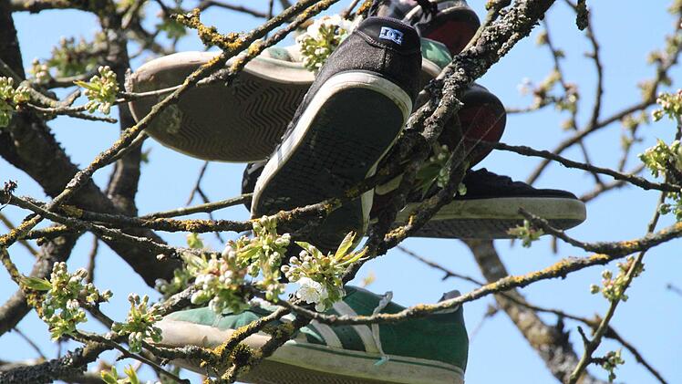 Jede Menge Turnschuhe hängen bereits in einem Kirschbaum am Skaterplatz. Sie sind alt und werden dort hinaufgeworfen. Fotos: Heike Beudert