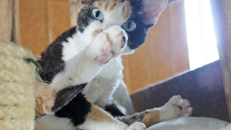 Manche Katzen sind Stammgäste im Hotel. Foto: Dominic Buckreus