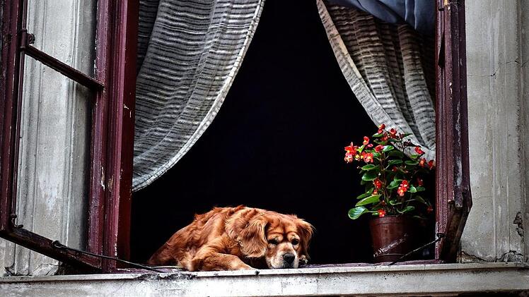 Eine betrunkene Frau hat am Freitagabend ihren Hund aus dem Fenster geworfen. Dieser wurde dabei schwer verletzt.  Symbolfoto: pixabay.com/TheoRivierenlaan