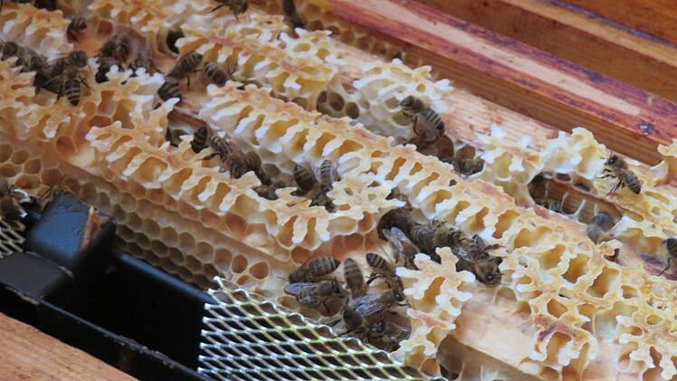 Blick in den Stock, in dem derzeit weniger als 10 000 Bienen leben.Monika Schütz