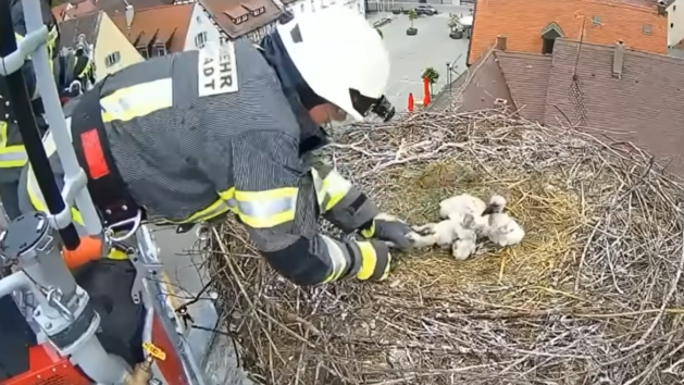 H&ouml;chstadt: Feuerwehr rettet Storchenbaby das Leben - Experte dementiert Ger&uuml;chte