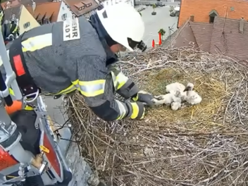 Höchstadt: Feuerwehr rettet Storchenbaby das Leben - Experte dementiert Gerüchte
