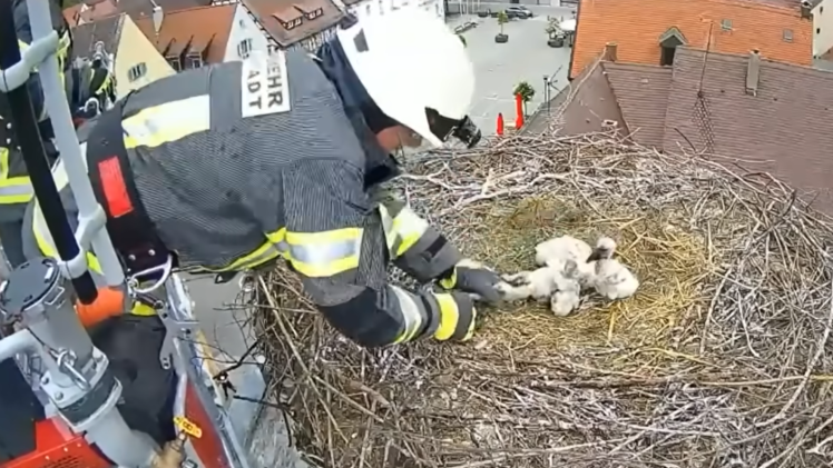 Höchstadt: Feuerwehr rettet Storchenbaby das Leben - Experte dementiert Gerüchte
