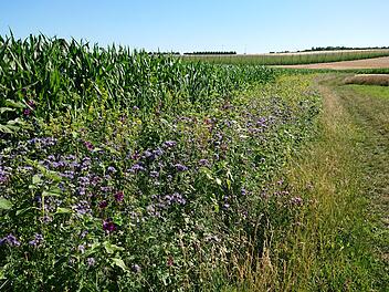 Die blühenden Rahmen rund um Maisfelder sehen nicht nur schön aus, sie bieten auch vielen Insekten einen neuen Lebensraum. Foto: Petra Malbrich
