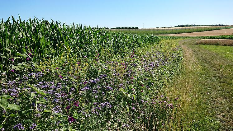 Die blühenden Rahmen rund um Maisfelder sehen nicht nur schön aus, sie bieten auch vielen Insekten einen neuen Lebensraum. Foto: Petra Malbrich