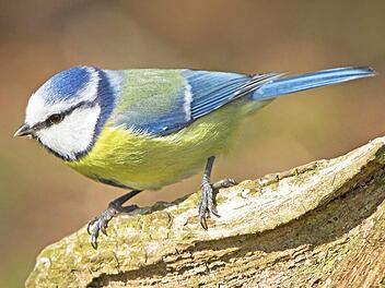 Eine Blaumeise.  Foto: dpa/Archiv
