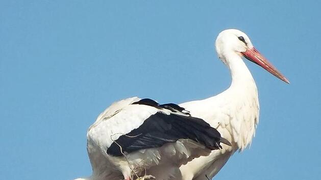 Die Gemeinde Untersteinach will einen Nistplatz für Störche anlegen. Symbolfoto: Archiv/Manfred Welker