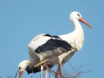 Die Gemeinde Untersteinach will einen Nistplatz für Störche anlegen. Symbolfoto: Archiv/Manfred Welker