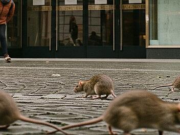 Rattenplage in Kulmbach: Woolworth schon seit über zehn Wochen dicht
