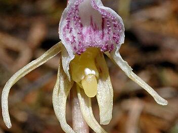 Foto: Arbeitskreis Heimische Orchideen Hessen