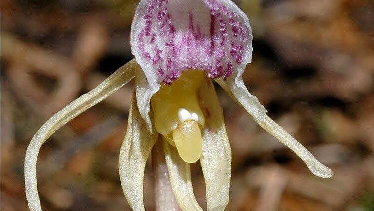 Foto: Arbeitskreis Heimische Orchideen Hessen