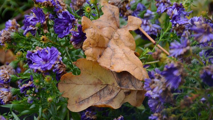 Herbst-Impressionen aus dem Traumgarten Foto: Dagmar Besand