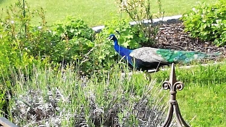 Auch der Garten des Bürgermeisters ist bei den Herren Pfau eine Anlaufstelle. Foto: Rüdiger Gerst