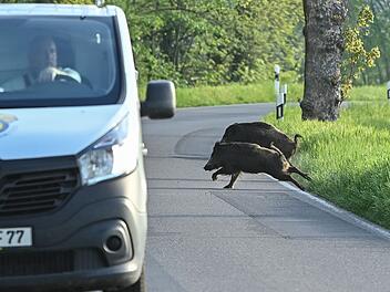Wildschweine