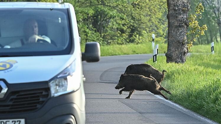 Wildschweine