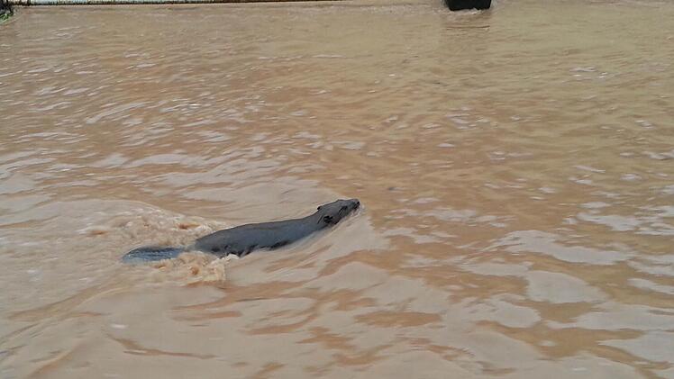 Die Sensation in Burglauer: Ein Biber im Hochwasser. Foto: Marco Müller