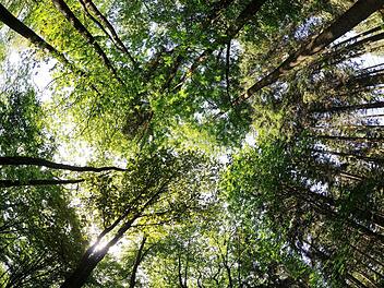 Laub- und Nadelbäume in einem gesunden Verhältnis will der Eltmanner Förster Christian Bartsch im Stadtwald haben. Das teilte er dem Stadtrat mit, dem er erstmals einen Arbeitsbericht vorlegte.  Foto: dpa/Archiv