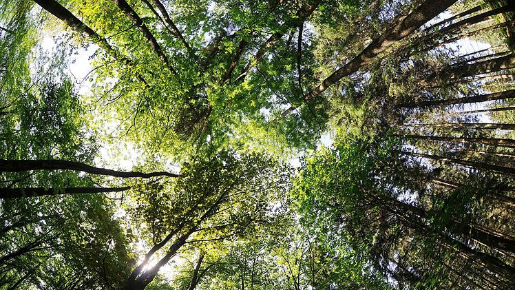 Laub- und Nadelbäume in einem gesunden Verhältnis will der Eltmanner Förster Christian Bartsch im Stadtwald haben. Das teilte er dem Stadtrat mit, dem er erstmals einen Arbeitsbericht vorlegte.  Foto: dpa/Archiv