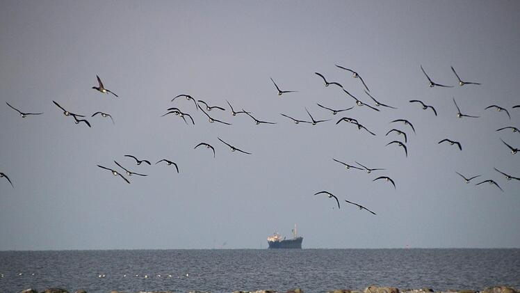 Hallig-Impressionen. Diana Fuchs