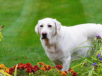 weißer labrador hund