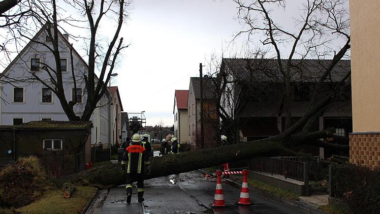 An der Ortsdurchfahrt wurde ein mächtiger Baum entwurzelt.  Evi Seeger