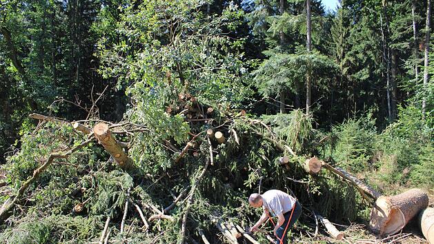 Stefan Ludwig begutachtet kürzlich eingeschlagenes Schadholz mit Käferbefall. Foto:  Vera Schiller