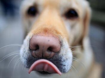 In Lauter im Kreis Bamberg hat ein Unbekannter Wurstst&uuml;cke mit Glassplittern ausgelegt. Die Polizei warnt alle Hundebesitzer. Symbolfoto: Julian Stratenschulte dpa