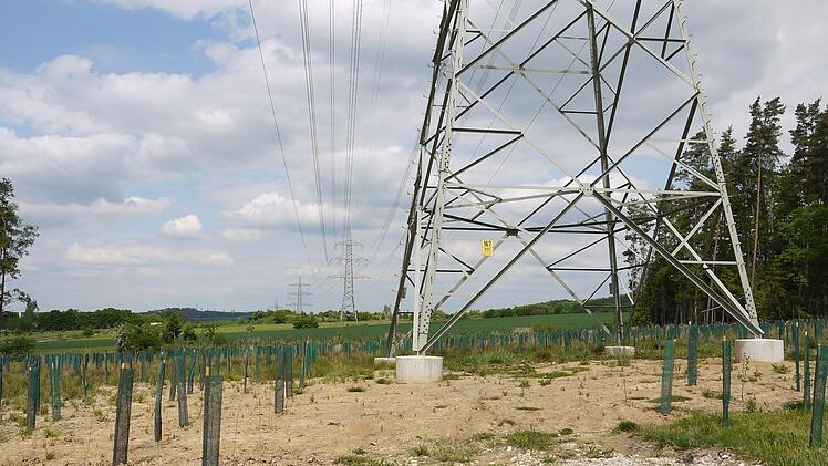 Alles umsonst? Viel Geld hat es sich Tennet kosten lassen, um nach den Vorgaben der Baugenehmigung die Flächen unter der 380-Kilovolt-Leitung (wie hier  unweit von Weidhausen) zu renaturieren. Würde dort eine wie auch immer gestaltete neue Trasse kommen, müssten  große Bereiche baulich verändert werden.