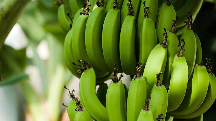 Auch grüne Bananen enthalten resistente Stärke.
