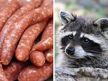 Michael jagt Waschb&auml;ren - und verarbeitet sie zu Wurst - Video zeigt J&auml;ger-Alltag