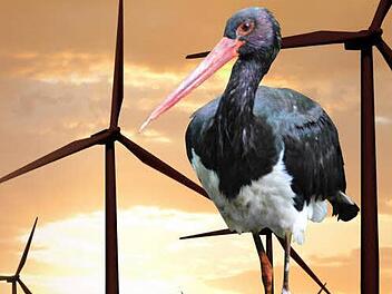 Weil der Schwarzstorch auf der Fichtichhöhe bei Grafendobrach futtert, dürfen die drei dort geplanten Windräder tagsüber nicht laufen. Es stellt sich nun die Frage, ob sie überhaupt gebaut werden. Fotomontage: Gerhard Stumpf