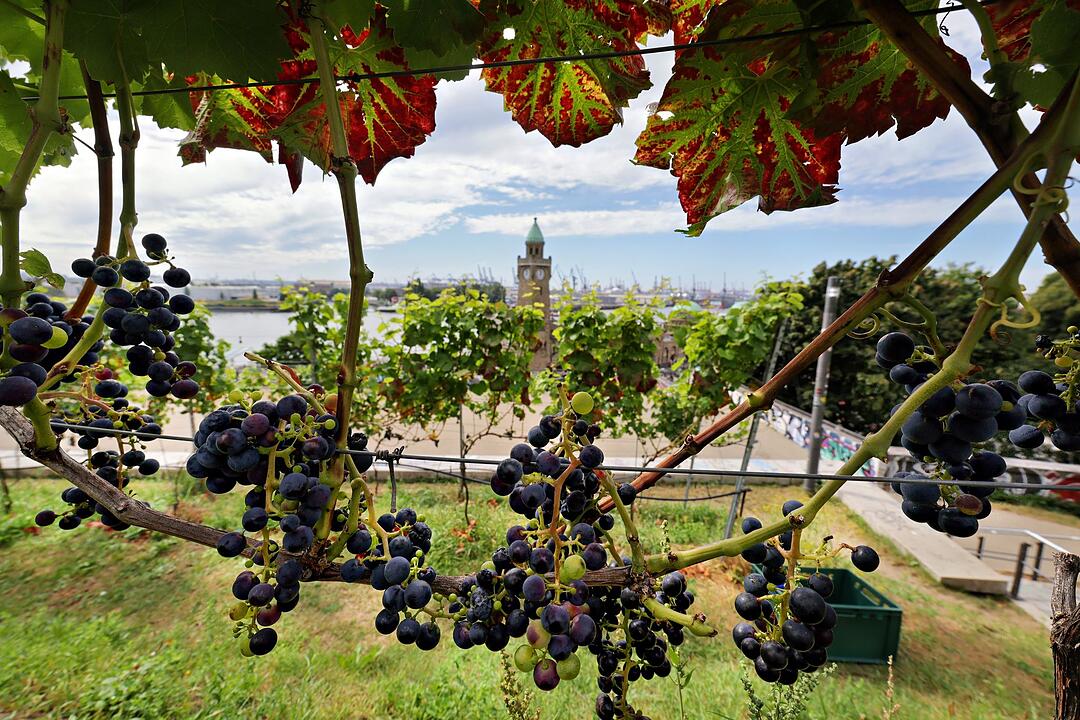 Bürgerschaftspräsidentin bei der Weinernte in Hamburg