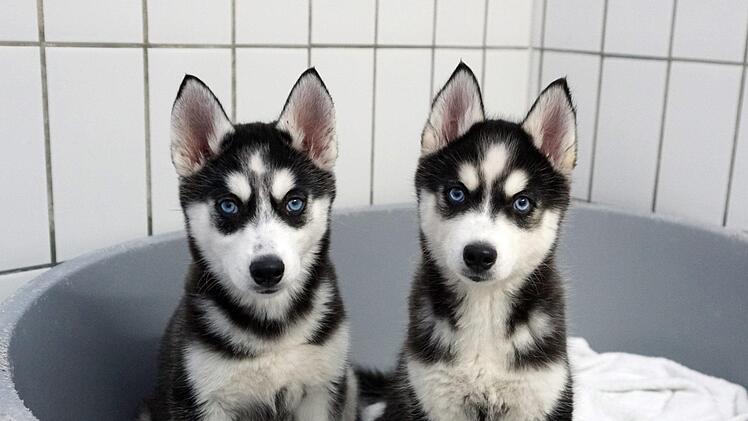 Diese beiden Huskies mussten ebenfalls den Welpentransport durchleiden. Foto: Stephan Moderow/Tierheim Feucht