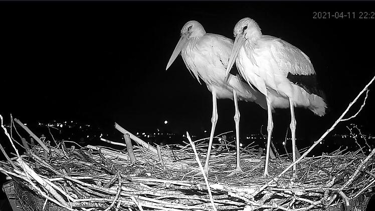 Die neue Kamera ist so lichtempfindlich, dass sie nachts live senden kann. Für die nötige "Ausleuchtung" sorgt ein kleines, für Mensch und Storch unsichtbares Infrarot-Licht.