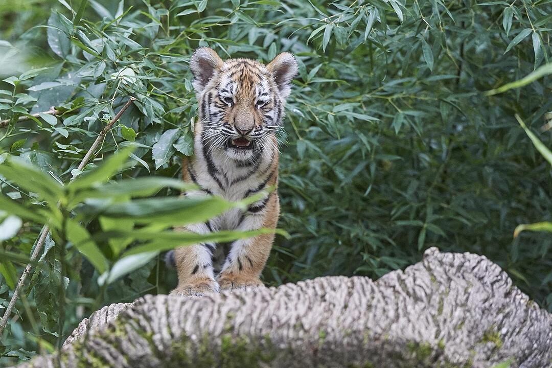 Kleine Tiger im Außengehege des Tiergartens Nürnberg