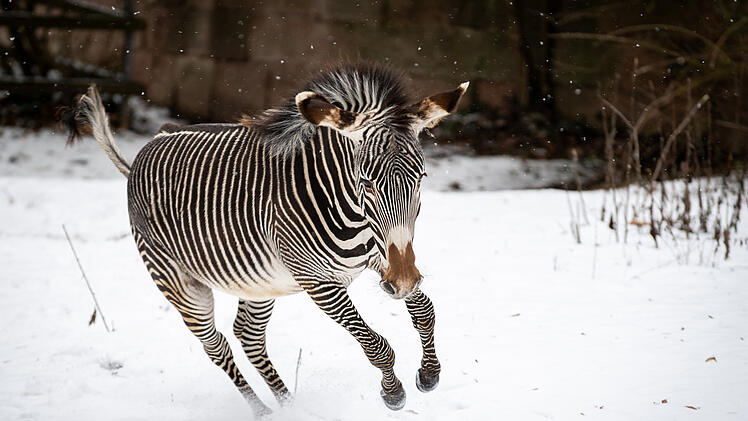 Tiergarten Nürnberg: Temperatursenkungen in Tierhäusern - so begegnet der Zoo der Energiekrise