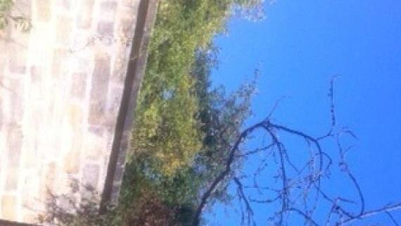 Auch dieser Baum wird wohl kaum mehr zu retten sein. Stadt Bamberg