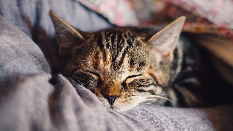 Symbolbild: Katze