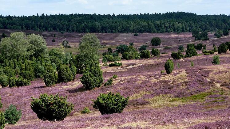 Urlaub, Wandern, Reise, Natur, Naturpark, Lüneburg, Lüneburger Heide, Heide, Hamburg, Hannover, Bremen, Erlebnis