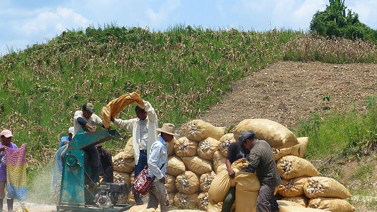 Schwerstarbeit. In der glühenden Hitze bedienen diese Männer in Guatemala eine kleine Mais-Dreschmaschine.