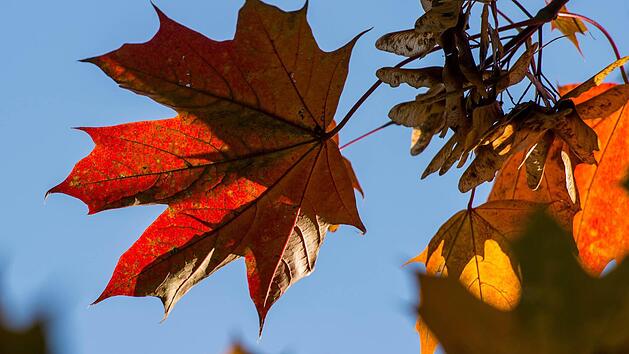 Foto: Patrick Pleul/dpa