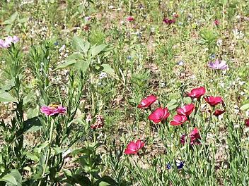 Neben dem Haus der Herzogenauracher Imker ist eine farbenprächtige Blühwiese angelegt. Foto: Richard Sänger