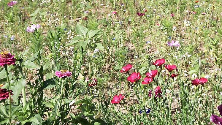 Neben dem Haus der Herzogenauracher Imker ist eine farbenprächtige Blühwiese angelegt. Foto: Richard Sänger